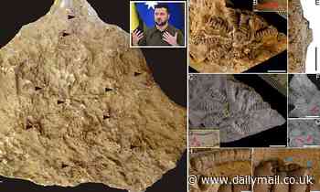 150 million-year-old marine invertebrate is named after Ukraine's President Zelensky