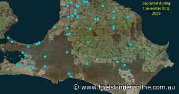 61 feral cats caught in winter trapping blitz on Dudley Peninsula - The Islander