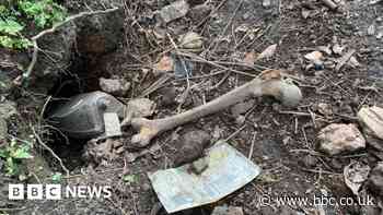 Human skulls deposited by badgers in Dudley garden - BBC