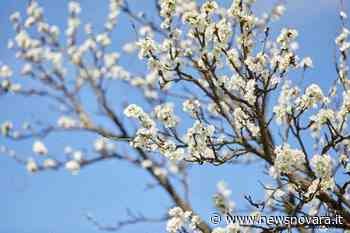 A Trecate nasce il Giardino dei Ciliegi - NewsNovara.it