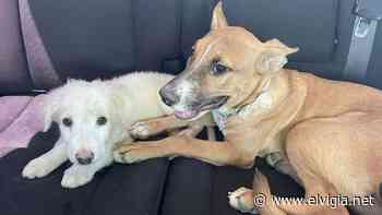 Se celebra en Ensenada Día Mundial del Perro - El Vigia.net