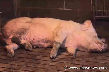 Amidst Abbotsford trial for animal advocates, BC SPCA calls for cameras in slaughterhouses