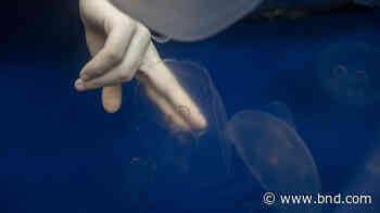 St. Louis Aquarium lets you touch jellyfish - Belleville News-Democrat