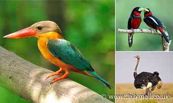 Climate change threatens to wipe out bird species with more 'extreme' features like unique plumage