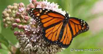 Monarch Butterflies Listed as Endangered Species by Wildlife Monitor     - CNET