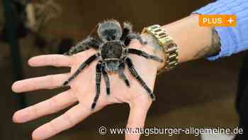 Angst vor Spinnen? Ein Kammerjäger erklärt, was Sie tun können