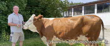 Traunstein: Erneuter Preisanstieg bei Jungkühen - Traunsteiner Tagblatt