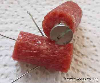 Hondenhater legt stukken vlees met spijkers in Beernem - Focus en WTV