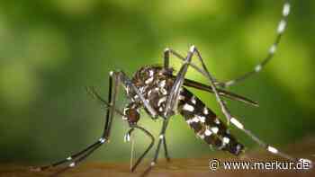 Stadt München erweitert Maßnahmen gegen aggressive Tigermücke: „Wichtig, dass wir einen Blick drauf haben“