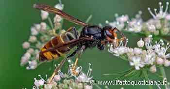 Vigevano, donna morta dopo la puntura di una vespa: ha cercato di iniettarsi il farmaco, ma non ha fatto in… - Il Fatto Quotidiano