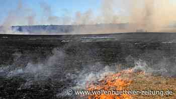 Brandstifter legen Feuer auf Feld im Kreis Helmstedt - Wolfenbütteler Zeitung