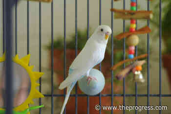 VIDEO: Find Me My Furever Home – Bobbi at the Chilliwack SPCA – Chilliwack Progress - Chilliwack Progress