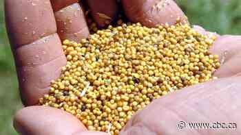 Dijon mustard is hard to find in France and Canada is partly to blame