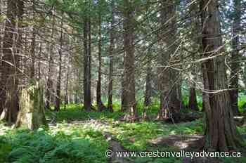 Former Trail family gifts beloved wetland to nature conservancy - Creston Valley Advance