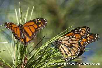 Beloved monarch butterflies now listed as endangered - Creston Valley Advance