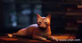 Real Cats Love Video Game 'Stray,' Too, and These Videos Prove It     - CNET