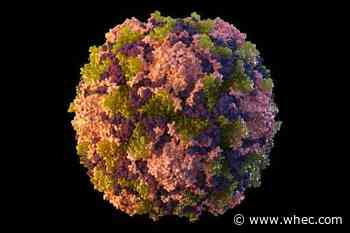 New York reports 1st US polio case in nearly a decade