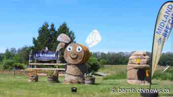 Weeding in Midland to help the bee population