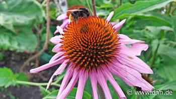 Dresden: Volker Croys Gartentipps: Bienenweiden für den Sommer im Garten - Dresdner Neueste Nachrichten