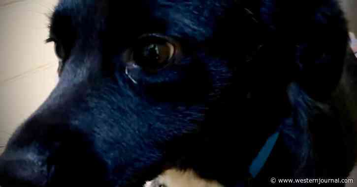Hero Dog Saves Owner After 53-Year-Old Fell 70 Feet and Shattered Bones in Middle of Nowhere