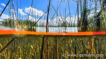 Biden Admin Invests $1.5 Billion Toward Everglades Restoration