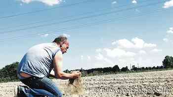 Cuneo salino, danni in vista per 5 milioni per carote e radicchio di Chioggia - La Nuova Venezia