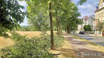 Umgang Mit Bäumen In Zeitz: Was hier in Zeitz gemacht wird, bedeutet Stress für junge Linden - Mitteldeutsche Zeitung