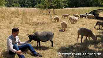 Jüngster Amtsleiter von Koblenz: Neuer Chef vom Umweltamt ist per Du mit den Schafen - Rhein-Zeitung
