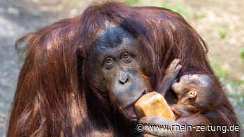 Heißzeit in Deutschland mit 39,1 Grad in Koblenz: Diese Folgen hat die Affenhitze für Mensch, Tier und Boden - Rhein-Zeitung