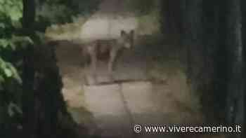 Un lupo a spasso per Matelica (video) - Vivere Camerino