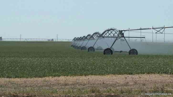Farmer's mental health a top priority for Lethbridge County after severe weather events