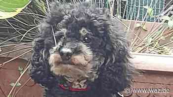 Witten: Pudeldame Lilly wünscht sich ein ruhiges Zuhause - WAZ News