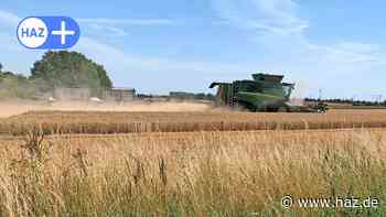 Laatzen: Darum ernten Landwirte frühreifes Getreide - HAZ