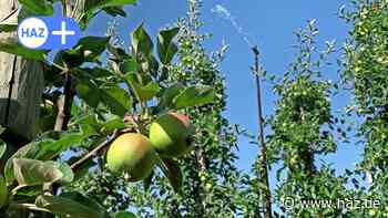 Hitze in Laatzen: Obstbauer beregnet Äpfel zum Schutz vor dem Verbrennen - HAZ
