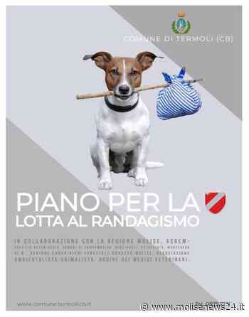 Termoli, piano di controllo e contrasto al randagismo: incontro in videoconferenza - Molise News 24