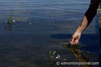 Papal visit: Blue-green algae bloom advisory issued for Lac Ste. Anne