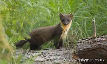 Pine martens could return to the UK wild this year after almost being driven to extinction trappers