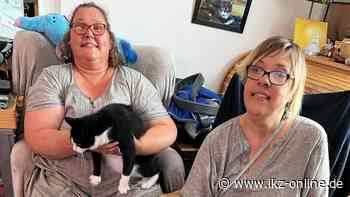 Iserlohn: „Continue“ bietet eine kostenlose Katzenbetreuung - IKZ News