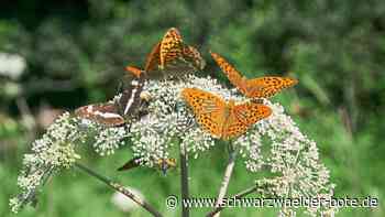 Plettenberg Dotternhausen - Gemeinderat will alles über Artenvielfalt erfahren - Schwarzwälder Bote