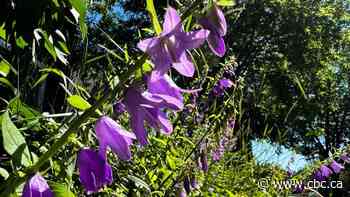 Creeping bellflower season in Calgary will be prolific, horticulturalist says