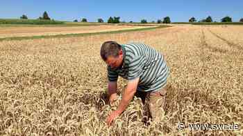 Erzeugergemeinschaft aus Rottenburg optimistisch bei Getreideernte - SWR Aktuell