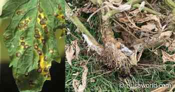 Master Gardener: Fighting fungal disease in tomato plants - Tulsa World