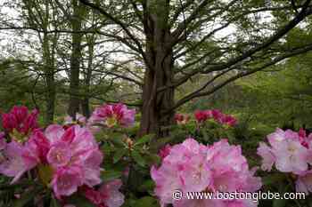 Ask the Gardener: Should you trim back a rhododendron? - The Boston Globe