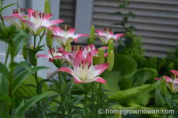 Master Gardener 2022 Garden Walk will showcase fabulous gardens - Homegrown Iowan