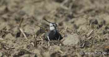 Mogelijks 300 extra kieviten dankzij nestbeschermingsacties | Ardooie | hln.be - Het Laatste Nieuws