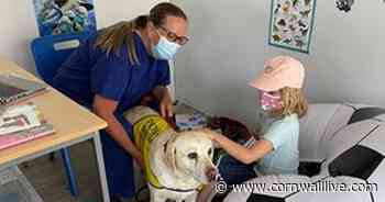 Covid vaccination centre for kids in Cornwall where they can cuddle a dog - Cornwall Live