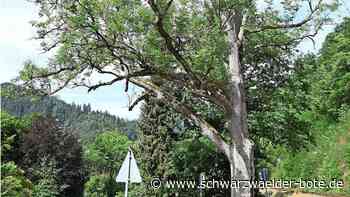 Kranke Bäume in Schiltach - Abgestorbene Eschen müssen weg - Schwarzwälder Bote