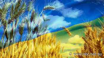 Grain prices fall in expectation of Russian-Ukrainian deal