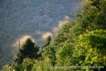 No Mothra, just a moth invasion Kootenay-style - Kitimat Northern Sentinel