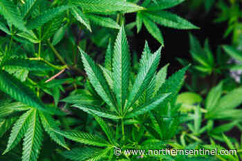 B.C.'s Kispiox First Nation strikes deal for commercial cannabis operation – Kitimat Northern Sentinel - Kitimat Northern Sentinel